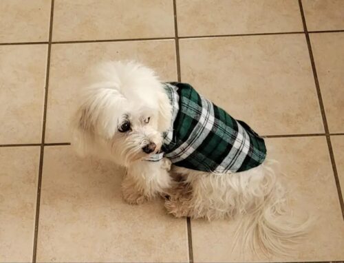 Camasa pentru Catei, Carouri - Verde #HC670 photo review