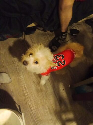 Tricou Baschet #HC1217 photo review