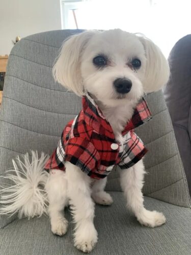 Camasa pentru Catei, Carouri - Rosie #HC668 photo review