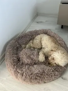 Patut Pufos Pentru Caini si Pisici - Maro #PC03 photo review