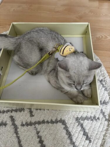 Set Ham Ajustabil + Lesa - Albinuta Verde #HH62 photo review