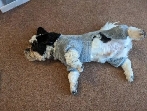 Salopeta Pufoasa, Inel pentru lesa, Gri #HC1806 photo review