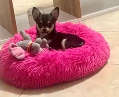 Pat Pufos Pentru Caini si Pisici #PC28 photo review