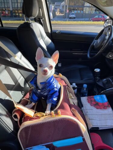 Geaca Matlasata, Impermeabila - Albastra #HC617 photo review