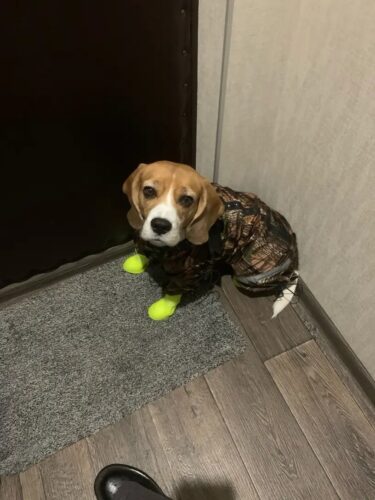 Papuci silicon pentru catei, impermeabili - Galben #P90 photo review