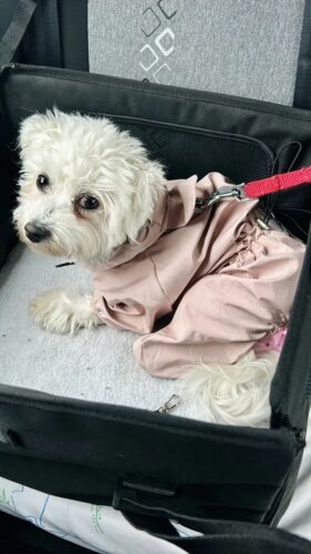 Pelerina Ploaie Pentru Catei, Roz #HC351 photo review