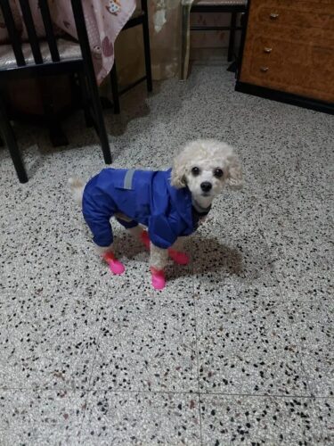 Papuci silicon pentru catei, impermeabili - Roz #P31 photo review