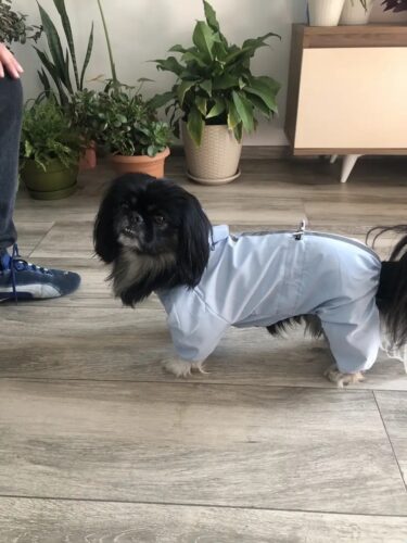 Pelerina Ploaie Pentru Catei, Albastra #HC350 photo review