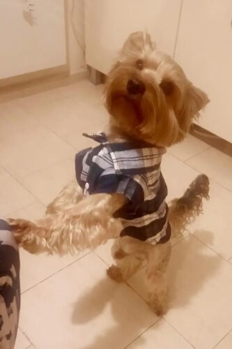 Camasa pentru Catei, Carouri - Neagra #HC669 photo review