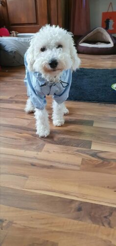 Pelerina Ploaie Pentru Catei, Albastra #HC350 photo review