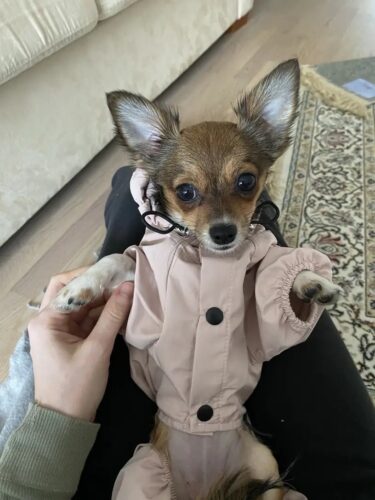 Pelerina Ploaie Pentru Catei, Roz #HC351 photo review