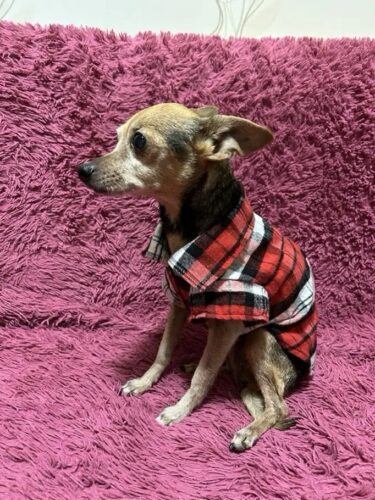 Camasa pentru Catei, Carouri - Rosie #HC668 photo review