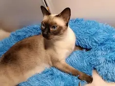 Patut Pufos Pentru Caini si Pisici - Albastru #PC02 photo review