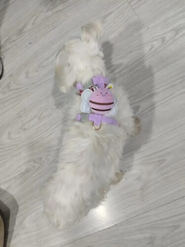 Set Ham Ajustabil + Lesa - Albinuta Mov #HH63 photo review