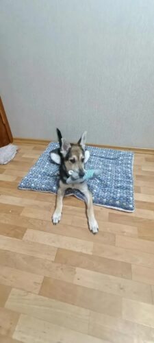 Covoras moale pentru caini si pisici, Fleece #PC93 photo review