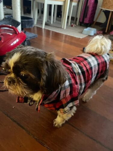 Camasa pentru Catei, Carouri - Rosie #HC668 photo review