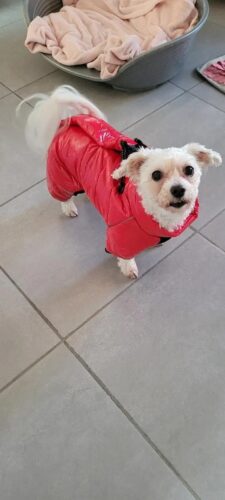 Salopeta Imblanita, Impermeabila, Inel Pentru Lesa HC1758-1764 photo review