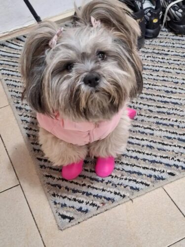 Papuci silicon pentru catei, impermeabili - Roz #P31 photo review