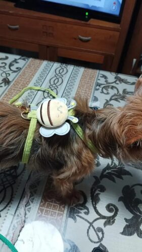 Set Ham Ajustabil + Lesa - Albinuta Verde #HH62 photo review