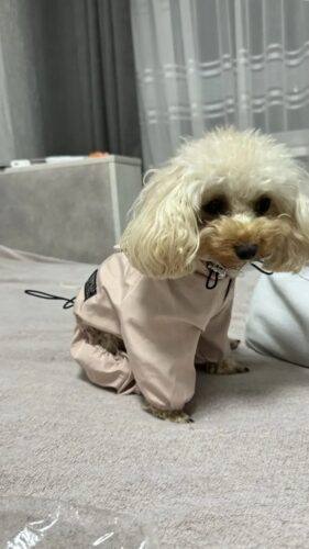 Pelerina Ploaie Pentru Catei, Roz #HC351 photo review