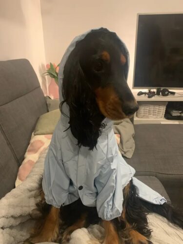 Pelerina Ploaie Pentru Catei, Albastra #HC350 photo review