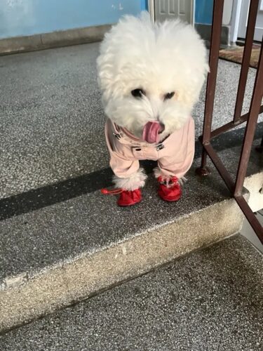 Pelerina Ploaie Pentru Catei, Roz #HC351 photo review