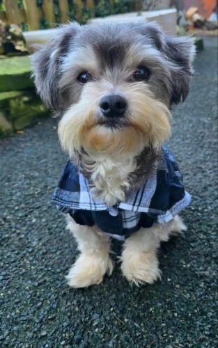 Camasa pentru Catei, Carouri - Neagra #HC669 photo review