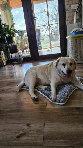 Covoras moale pentru caini si pisici, Fleece #PC93 photo review