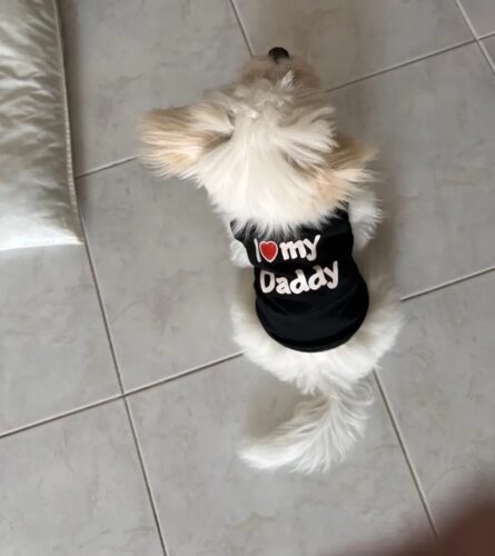 Tricou pentru catei - I ❤ My Daddy - Negru #HC1678 photo review