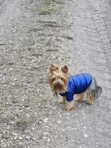 Geaca Matlasata, Impermeabila - Albastra #HC617 photo review