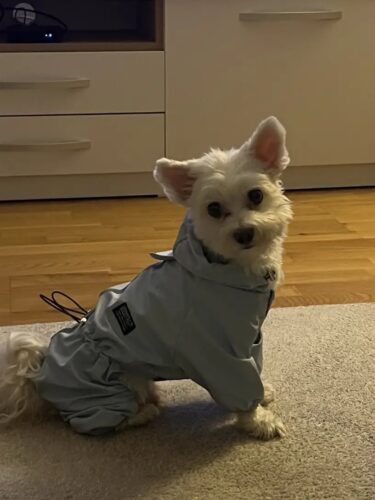 Pelerina Ploaie Pentru Catei, Albastra #HC350 photo review