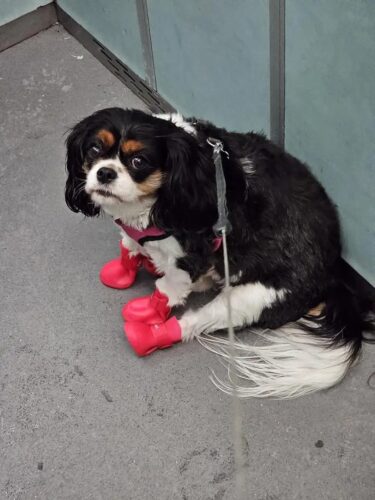 Papuci silicon pentru catei, impermeabili - Rosii #P12 photo review