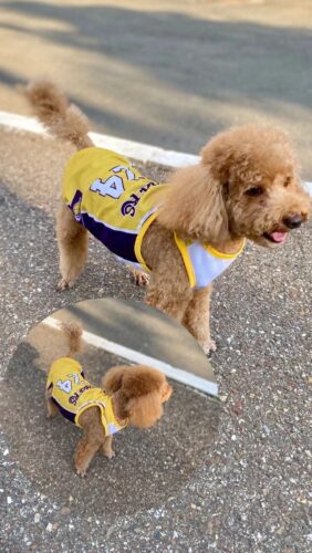 Tricou Baschet - Lakers #HC955 photo review