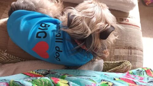 Tricou - Small Dog Big ❤️ - Albastru #HC1123 photo review