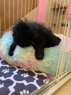 Patut Pufos Pentru Caini si Pisici - Curcubeu #PC08 photo review