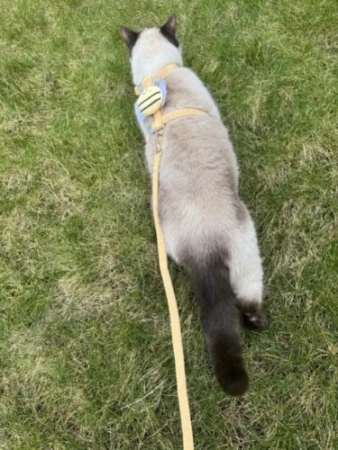 Set Ham Ajustabil + Lesa - Albinuta Galbena #HH65 photo review