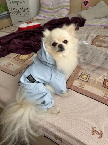 Pelerina Ploaie Pentru Catei, Albastra #HC350 photo review