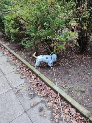 Pelerina Ploaie Pentru Catei, Albastra #HC350 photo review