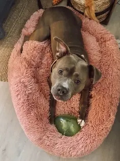 Pat Pufos Pentru Caini si Pisici #PC26 photo review