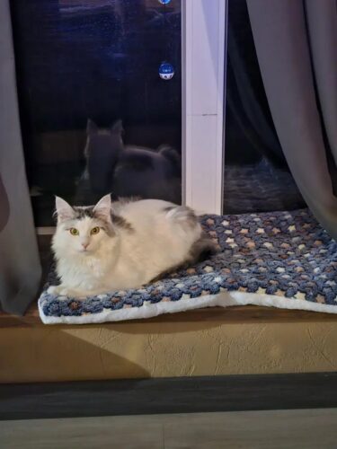 Covoras moale pentru caini si pisici, Fleece #PC93 photo review