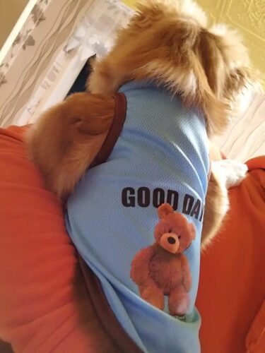 Tricou pentru catei - Good Day - Albastru #HC1631 photo review