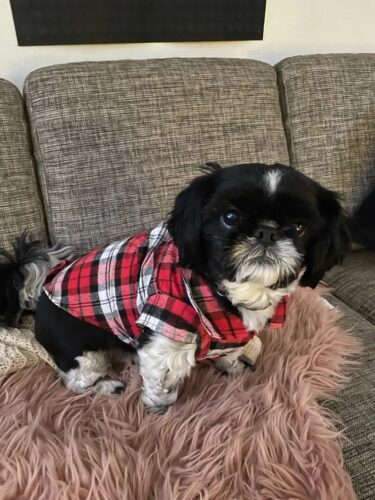 Camasa pentru Catei, Carouri - Rosie #HC668 photo review