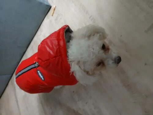 Salopeta imblanita, Impermeabila, Gluga, Inel pentru Lesa, Rosie #HC1791 photo review