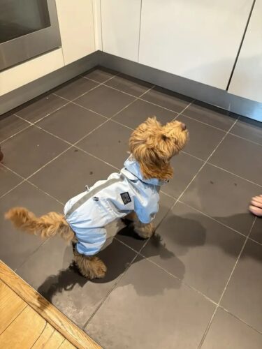 Pelerina Ploaie Pentru Catei, Albastra #HC350 photo review