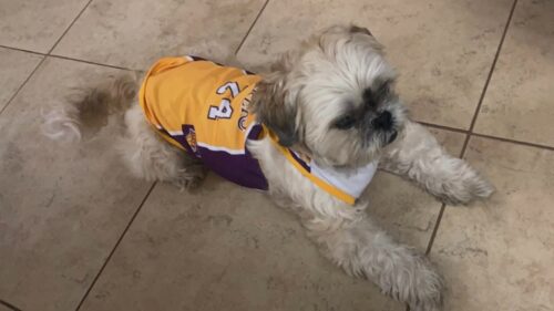 Tricou Baschet - Lakers #HC955 photo review