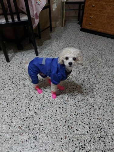 Papuci silicon pentru catei, impermeabili - Roz #P31 photo review