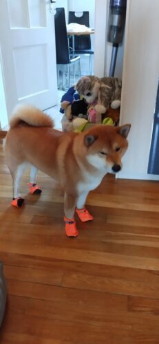 Papuci imblaniti, Portocalii, #P17 photo review