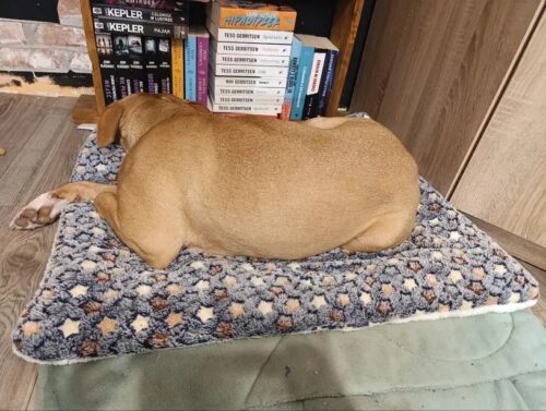 Covoras moale pentru caini si pisici, Fleece #PC93 photo review