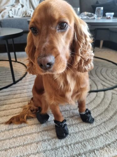 Papuci imblaniti, negri, #P05 photo review