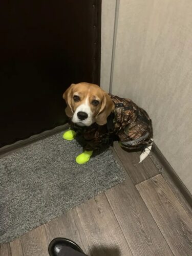 Papuci silicon pentru catei, impermeabili - Galben #P90 photo review